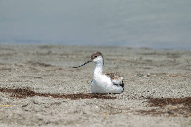 A gulipán (Recurvirostra avosetta) megjelenése, életmódja, szaporodása