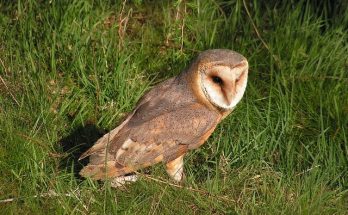 A gyöngybagoly (Tyto alba) megjelenése, életmódja, szaporodása