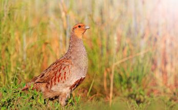 A haris (Crex crex) megjelenése, életmódja, szaporodása