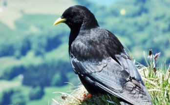 A havasi csóka (Pyrrhocorax graculus) megjelenése, életmódja, szaporodása