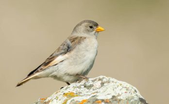 A havasipinty (Montifringilla nivalis) megjelenése, életmódja, szaporodása