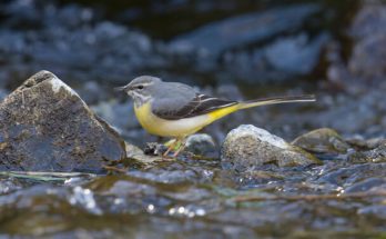 A hegyi billegető (Motacilla cinerea) megjelenése, életmódja, szaporodása