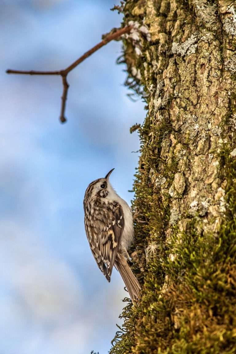 A hegyi fakusz vagy hosszúkarmú fakusz (Certhia familiaris) megjelenése, életmódja, szaporodása