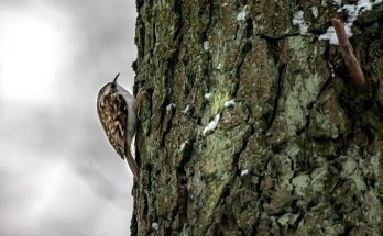 A hegyi fakusz vagy hosszúkarmú fakusz (Certhia familiaris) megjelenése, életmódja, szaporodása