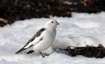 A hósármány (Plectrophenax nivalis) megjelenése, életmódja, szaporodása