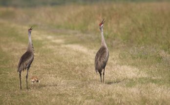 A kanadai daru (Grus canadensis) megjelenése, életmódja, szaporodása