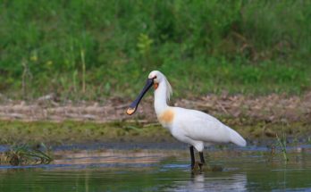 A kanalasgém (Platalea leucorodia) megjelenése, életmódja, szaporodása