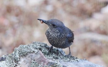 A kék kövirigó (Monticola solitarius) megjelenése, életmódja, szaporodása