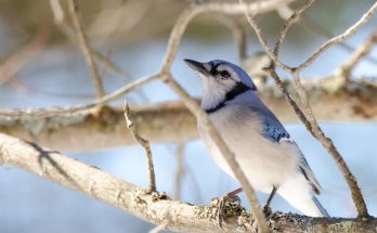 A kék szajkó (Cyanocitta cristata) megjelenése, életmódja, szaporodása