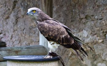 A kígyászölyv (Circaetus gallicus) megjelenése, életmódja, szaporodása