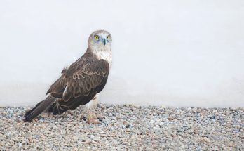 A kígyászölyv (Circaetus gallicus) megjelenése, életmódja, szaporodása