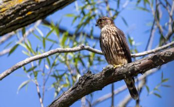 A kis sólyom (Falco columbarius) megjelenése, életmódja, szaporodása