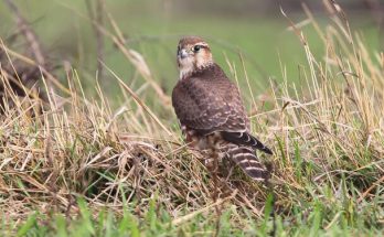 A kis sólyom (Falco columbarius) megjelenése, életmódja, szaporodása