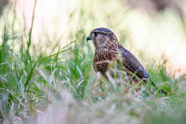 A kis sólyom hangja (Falco columbarius) megjelenése, életmódja, szaporodása