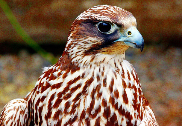 A kis sólyom (Falco columbarius) megjelenése, életmódja, szaporodása