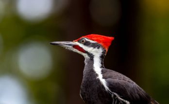 A kontyos feketeharkály ( Dryocopus pileatus) megjelenése, életmódja, szaporodása