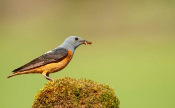 A kövirigó (Monticola saxatilis) megjelenése, életmódja, szaporodása