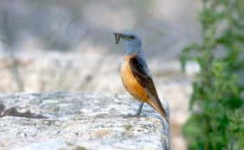 A kövirigó (Monticola saxatilis) megjelenése, életmódja, szaporodása