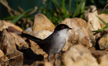 A kucsmás poszáta (Curruca melanocephala) megjelenése, életmódja, szaporodása