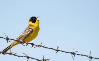 A kucsmás sármány (Emberiza melanocephala) megjelenése, életmódja, szaporodása