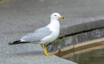 A gyűrűscsőrű sirály (Larus delawarensis) megjelenése, életmódja, szaporodása