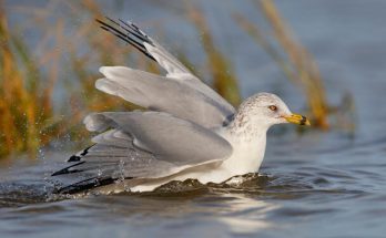 A gyűrűscsőrű sirály (Larus delawarensis) megjelenése, életmódja, szaporodása