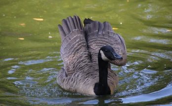 Az örvös lúd (Branta bernicla) megjelenése, életmódja, szaporodása