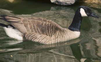 Az örvös lúd (Branta bernicla) megjelenése, életmódja, szaporodása