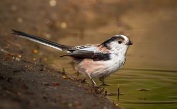 Az őszapó (Aegithalos caudatus) megjelenése, életmódja, szaporodása