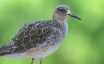 A pajzsos cankó (Calidris pugnax) megjelenése, életmódja, szaporodása