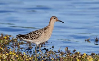 A pajzsos cankó (Calidris pugnax) megjelenése, életmódja, szaporodása