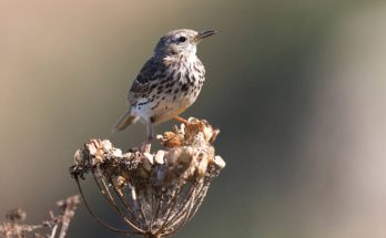 A parti pityer (Anthus petrosus) megjelenése, életmódja, szaporodása