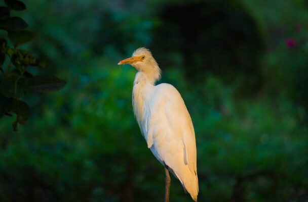 A pásztorgém (Bubulcus ibis) megjelenése, életmódja, szaporodása