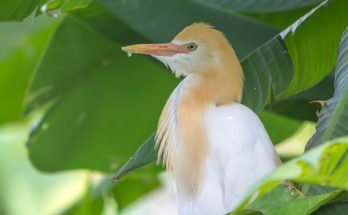 A pásztorgém (Bubulcus ibis) megjelenése, életmódja, szaporodása