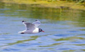 A prérisirály - Franklin-sirály (Leucophaeus pipixcan) megjelenése, életmódja, szaporodása