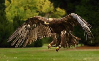 A pusztai sas (Aquila nipalensis) megjelenése, életmódja, szaporodása