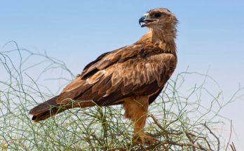 A pusztai sas (Aquila nipalensis) megjelenése, életmódja, szaporodása