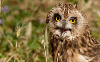 A réti fülesbagoly (Asio flammeus) megjelenése, életmódja, szaporodása