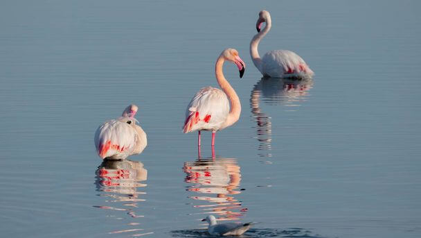 A rózsás flamingó (Phoenicopterus roseus) megjelenése, életmódja, szaporodása  