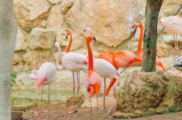A rózsás flamingó (Phoenicopterus roseus) megjelenése, életmódja, szaporodása  