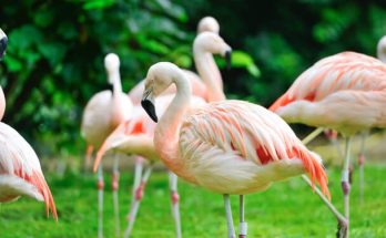 A rózsás flamingó (Phoenicopterus roseus) megjelenése, életmódja, szaporodása 