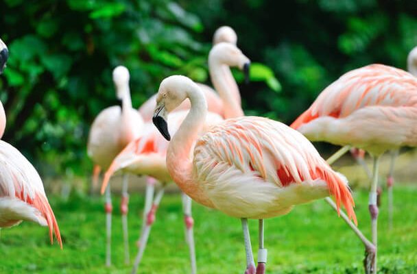A rózsás flamingó (Phoenicopterus roseus) megjelenése, életmódja, szaporodása 
