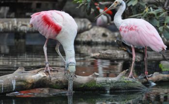 A rózsás flamingó (Phoenicopterus roseus) megjelenése, életmódja, szaporodása 