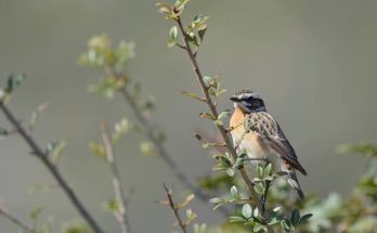 A rozsdás csuk (Saxicola rubetra) megjelenése, életmódja, szaporodása