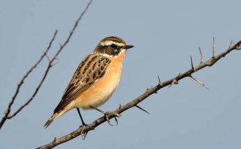 A rozsdás csuk (Saxicola rubetra) megjelenése, életmódja, szaporodása