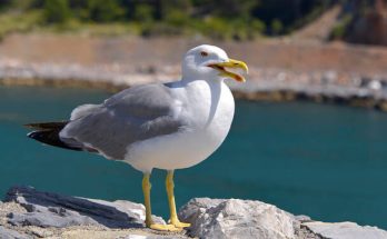 A sárgalábú sirály (Larus michahellis) megjelenése, életmódja, szaporodása