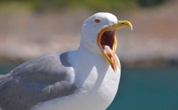 A sárgalábú sirály (Larus michahellis) megjelenése, életmódja, szaporodása