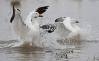 A sarki lúd (Chen caerulescens) megjelenése, életmódja, szaporodása