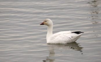 A sarki lúd (Chen caerulescens) megjelenése, életmódja, szaporodása