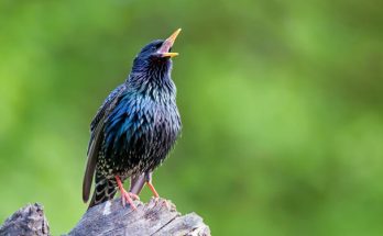 A seregély (Sturnus vulgaris) megjelenése, életmódja, szaporodása